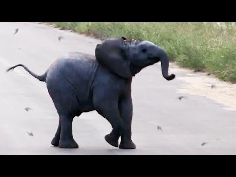 (Video) Watch This Cute Baby Elephant Chase Some Birds