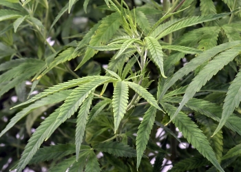 (News) New York State has Legalized Recreational Marijuana