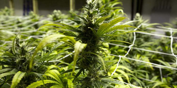 (Local) The Maine Cannabis Convention Is This Weekend!