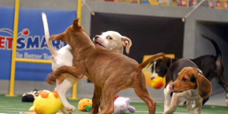 Vote for Lobster Roll: Maine’s Own in the Pupularity Playoffs for Puppy Bowl XXII
