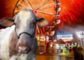 Win Cumberland County Fair Tickets